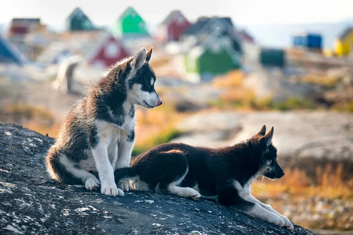 Greenland Dogs